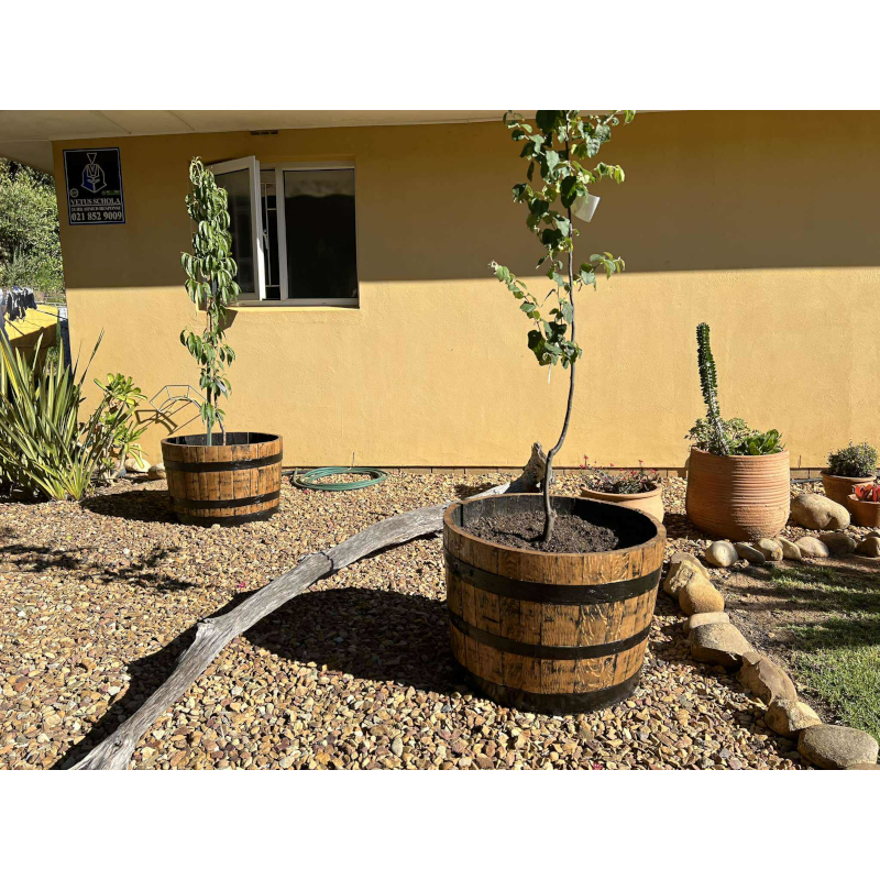 Wine Barrel Planter